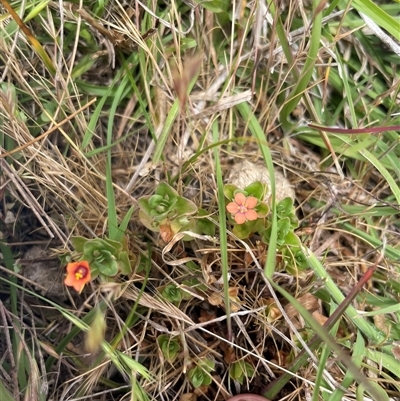 Lysimachia arvensis (Scarlet Pimpernel) at Rendezvous Creek, ACT - 15 Nov 2024 by JamesVandersteen