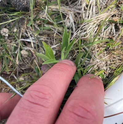 Erigeron sumatrensis (Tall Fleabane) at Rendezvous Creek, ACT - 15 Nov 2024 by JamesVandersteen
