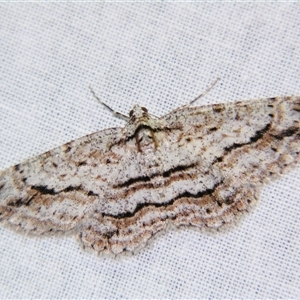 Didymoctenia exsuperata at Bolivia, NSW - suppressed