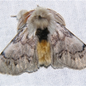 Iropoca rotundata at Bolivia, NSW - suppressed