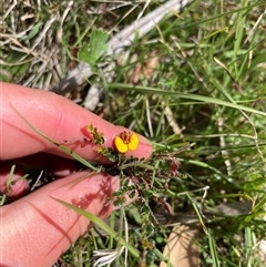 Bossiaea buxifolia (Matted Bossiaea) at Tennent, ACT - 16 Nov 2024 by JamesVandersteen
