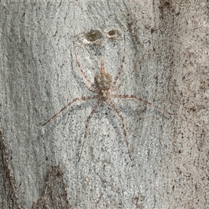 Tamopsis eucalypti (A two-tailed spider) at Bruce, ACT - 2 Apr 2025 by AlisonMilton