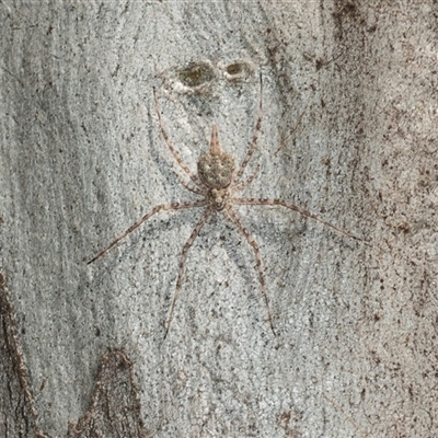 Tamopsis eucalypti (A two-tailed spider) at Bruce, ACT - 2 Apr 2025 by AlisonMilton