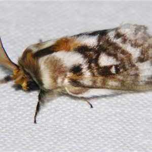 Pernattia brevipennis at Bolivia, NSW - suppressed