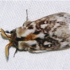 Pernattia brevipennis at Bolivia, NSW - suppressed