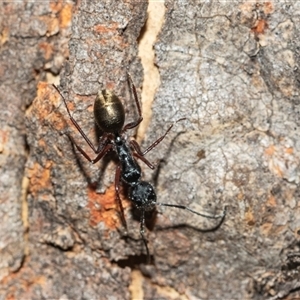 Camponotus suffusus (Golden-tailed sugar ant) at Aranda, ACT - 1 Apr 2025 by AlisonMilton