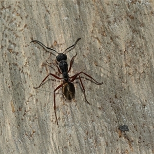 Camponotus suffusus (Golden-tailed sugar ant) at Aranda, ACT - 1 Apr 2025 by AlisonMilton