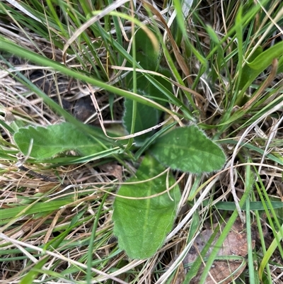 Solenogyne gunnii (Solengyne) at Tennent, ACT - 16 Nov 2024 by JamesVandersteen