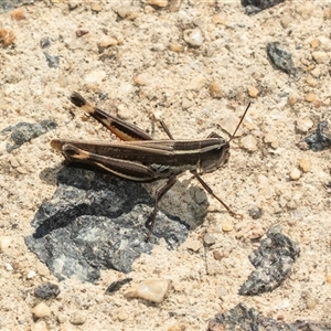 Macrotona sp. (genus) (Macrotona grasshopper) at Aranda, ACT - 1 Apr 2025 by AlisonMilton