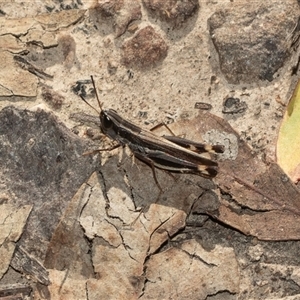 Macrotona australis (Common Macrotona Grasshopper) at Aranda, ACT - 1 Apr 2025 by AlisonMilton