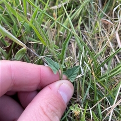 Convolvulus angustissimus subsp. angustissimus (Australian Bindweed) at Tennent, ACT - 16 Nov 2024 by JamesVandersteen