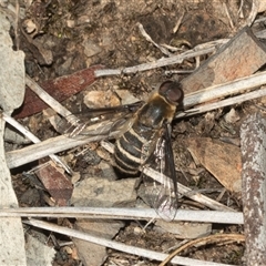 Villa sp. (genus) at Aranda, ACT - 1 Apr 2025 by AlisonMilton