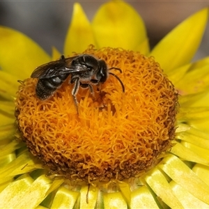 Lasioglossum (Chilalictus) lanarium at Aranda, ACT - 1 Apr 2025 12:53 PM