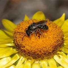 Lasioglossum (Chilalictus) lanarium at Aranda, ACT - 1 Apr 2025 12:53 PM