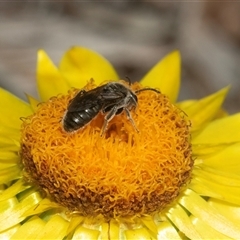 Lasioglossum (Chilalictus) lanarium at Aranda, ACT - 1 Apr 2025 12:53 PM