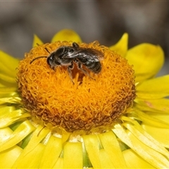 Lasioglossum (Chilalictus) lanarium at Aranda, ACT - 1 Apr 2025 12:53 PM
