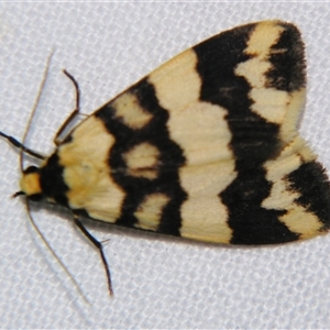 Termessa zonophanes at Bolivia, NSW - suppressed