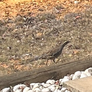 Cinclosoma punctatum (Spotted Quail-thrush) at Lerida, NSW - 14 Apr 2025 by yanni