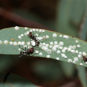 Iridomyrmex purpureus (Meat Ant) at Aranda, ACT - 1 Apr 2025 by AlisonMilton