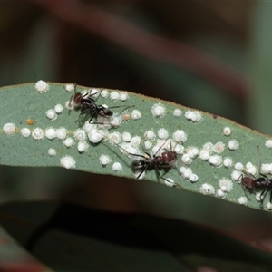 Glycaspis sp. (genus) (Unidentified sugary lerp) at Aranda, ACT - 1 Apr 2025 by AlisonMilton