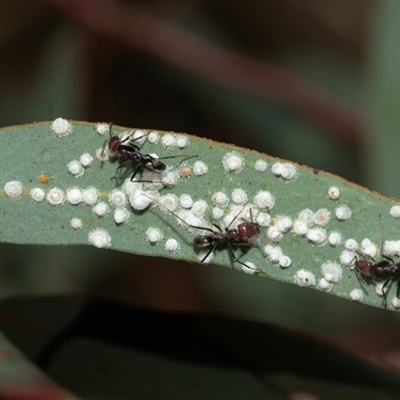Glycaspis sp. (genus) at Aranda, ACT - 1 Apr 2025 by AlisonMilton