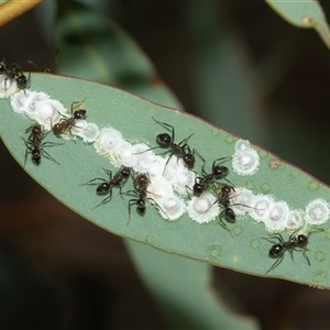 Notoncus capitatus (An epaulet ant) at Aranda, ACT - 1 Apr 2025 by AlisonMilton