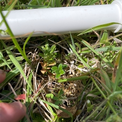 Cerastium glomeratum (Sticky Mouse-ear Chickweed) at Tennent, ACT - 16 Nov 2024 by JamesVandersteen