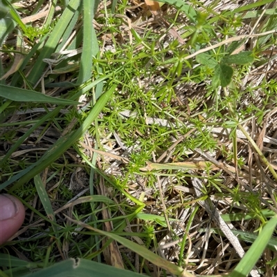 Asperula conferta (Common Woodruff) at Tennent, ACT - 16 Nov 2024 by JamesVandersteen