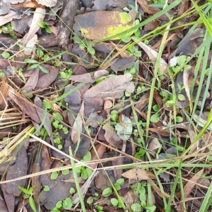 Pterostylis sp. at Copmanhurst, NSW - suppressed