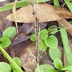 Pterostylis sp. at Copmanhurst, NSW - suppressed