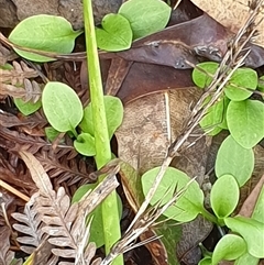 Pterostylis sp. at Copmanhurst, NSW - suppressed