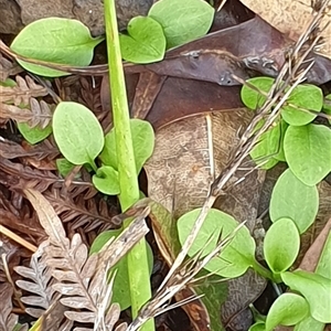 Pterostylis sp. at Copmanhurst, NSW - suppressed