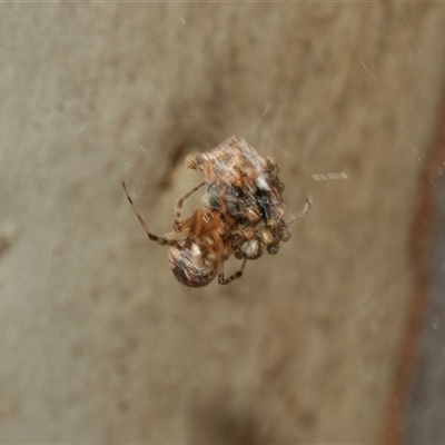 Cryptachaea veruculata at Bruce, ACT - 2 Apr 2025 by AlisonMilton