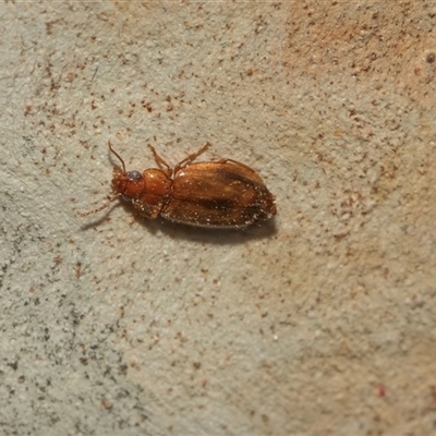 Unverified Darkling beetle (Tenebrionidae) at Bruce, ACT - 2 Apr 2025 by AlisonMilton