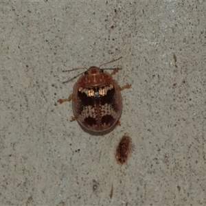 Paropsisterna laesa species complex (Laesa leaf beetle) at Bruce, ACT - 2 Apr 2025 by AlisonMilton