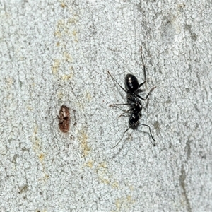 Camponotus sp. (genus) (A sugar ant) at Bruce, ACT - 2 Apr 2025 by AlisonMilton