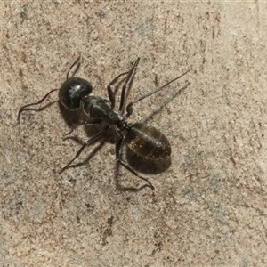 Camponotus aeneopilosus (A Golden-tailed sugar ant) at Bruce, ACT - 2 Apr 2025 by AlisonMilton