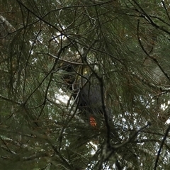 Calyptorhynchus lathami lathami at Exeter, NSW - suppressed