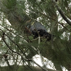 Calyptorhynchus lathami lathami at Exeter, NSW - suppressed