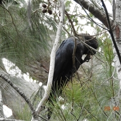 Calyptorhynchus lathami lathami at Exeter, NSW - suppressed