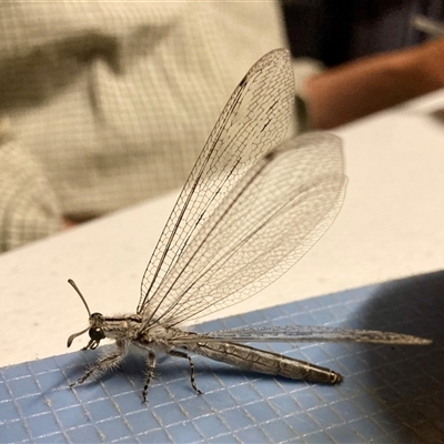 Unverified Other insect at Wilcannia, NSW - Yesterday by KooragindiFiona