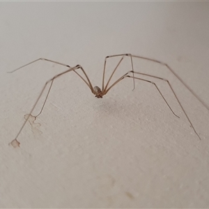 Pholcus phalangioides (Daddy-long-legs spider) by Maren