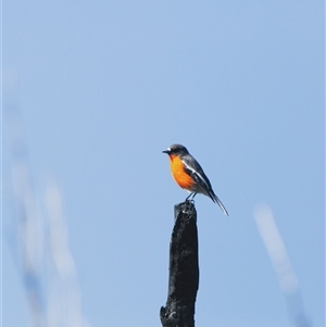 Petroica phoenicea (Flame Robin) at Tharwa, ACT - 14 Apr 2025 by LeahColebrook