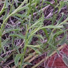 Calotis erinacea at Petermann, NT - 14 Apr 2025 06:43 PM