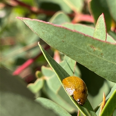 Paropsisterna cloelia (Eucalyptus variegated beetle) at Cook, ACT - 11 Apr 2025 by LeahColebrook