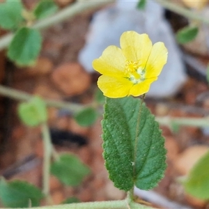 Unverified Other Wildflower or Herb at Petermann, NT - Yesterday by trevorpreston
