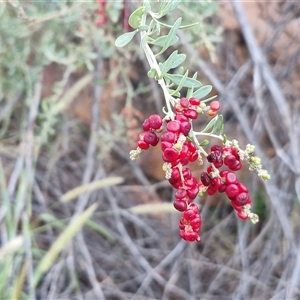 Rhagodia spinescens at Petermann, NT - 14 Apr 2025 05:51 PM