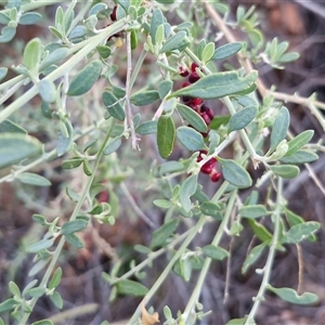 Rhagodia spinescens at Petermann, NT - 14 Apr 2025 05:51 PM