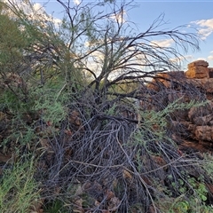 Rhagodia spinescens at Petermann, NT - 14 Apr 2025 05:51 PM