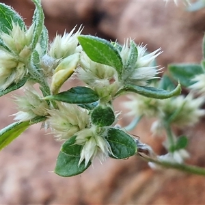 Alternanthera nana at Petermann, NT - 14 Apr 2025 05:50 PM